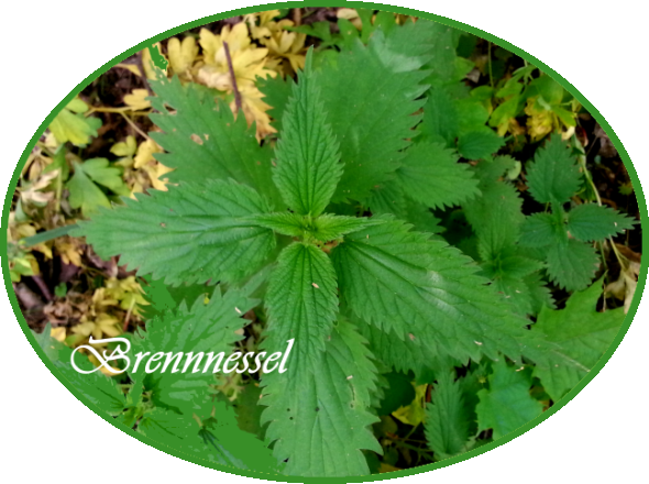 brennnessel2