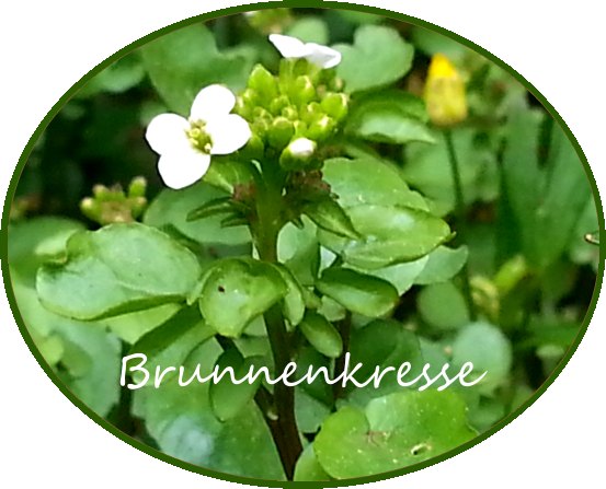 brunnenkresse
