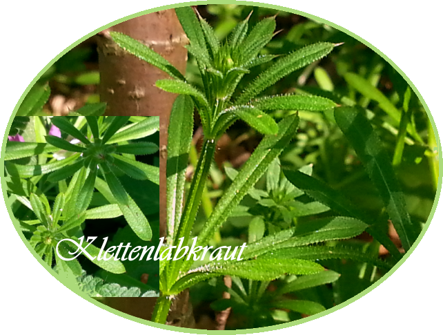 klettenlabkraut