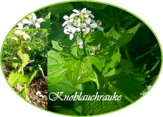 knoblauchrauke2