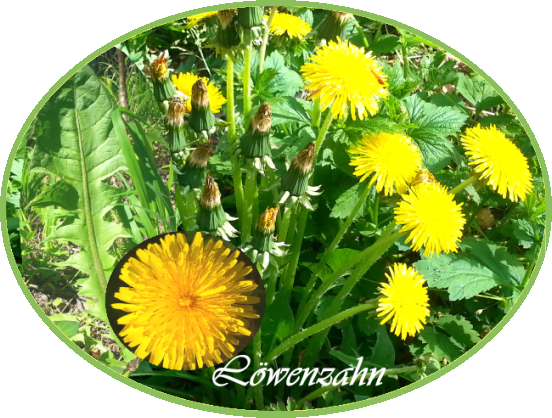 loewenzahn2