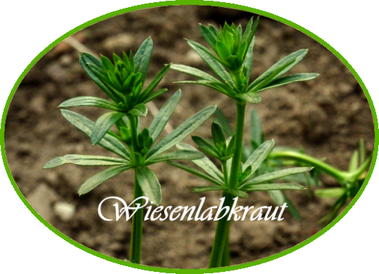 wiesenlabkraut