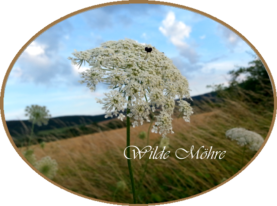 wilde moehre